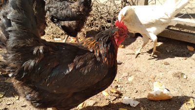 Bursa Uludağ Üniversitesi Veteriner Fakültesi Besin Hijyeni ve Teknolojisi Anabilim