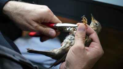 Avrupa'nın en büyük doğal yaşam parkı Ormanya'da kurulan kuş halkalama