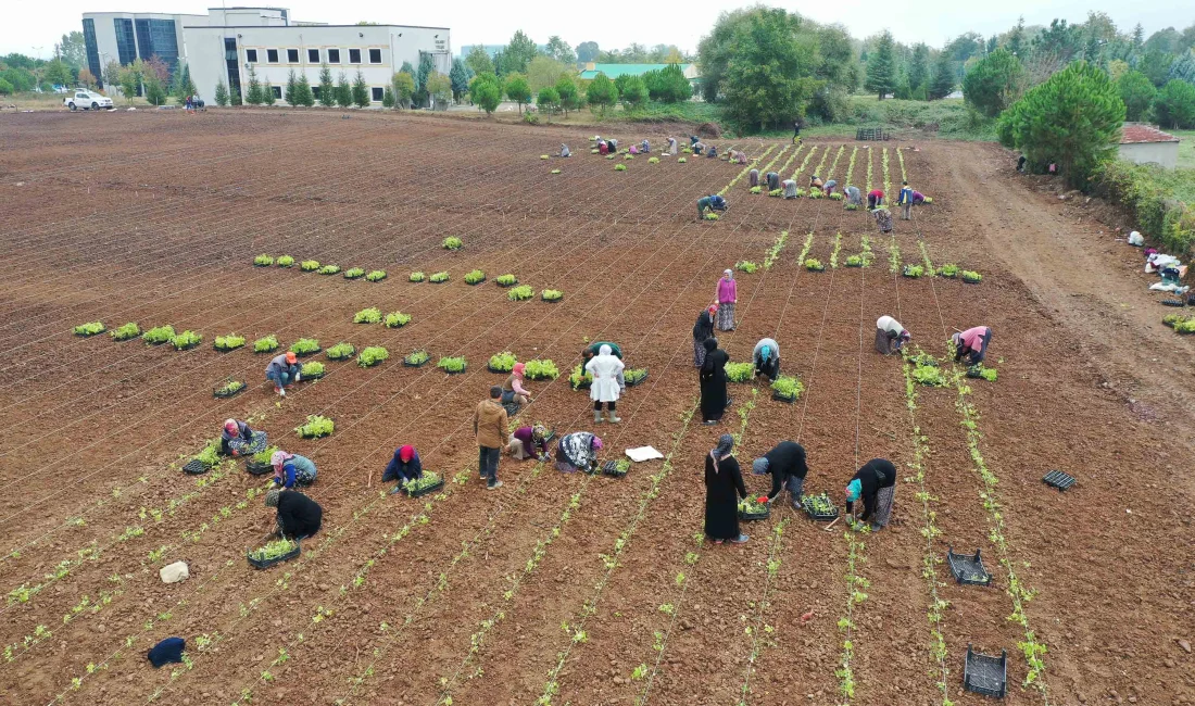 Kocaeli'de yürütülen Tıbbi ve Aromatik Bitkiler Projesi (TABİP) kapsamında öğrencilere