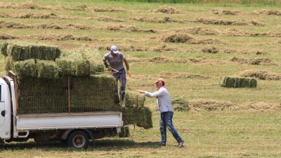 Hayvancılık sektörünün en önemli girdi kalemlerinden olan saman, yonca, üre,