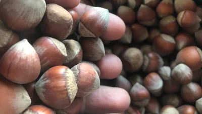 Dünya'da ikinci büyük üretici İtalya'da rekoltenin beklenen 140 bin ton