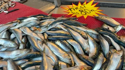 Karadeniz’in en gözde balıklarından olan ve içerdiği yağ oranıyla ‘mangal