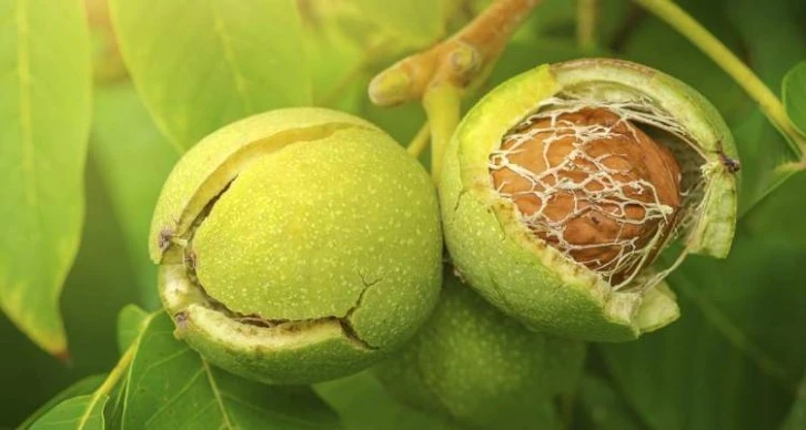 Rüyada ceviz toplamak, genellikle hayırlı bir anlam taşır. Bu rüya,