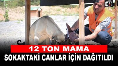 Çayırova’da 12 ton mama dağıtıldı. Çayırova’da 2022 yılında sokak hayvanları