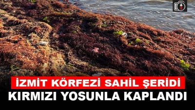 İzmit Körfezi sahil şeridi kırmızı renkli yosunlarla kaplanmış şekilde görüntülendi