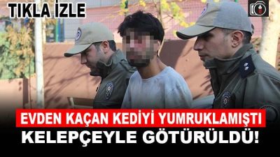İzmit’te evden kaçan kediyi acımasızca yumruklayan şüpheli yakalanarak emniyete götürüldü