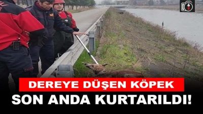 İzmit’te dereye düşen köpek son anda itfaiye ekipleri tarafından kurtarıldı