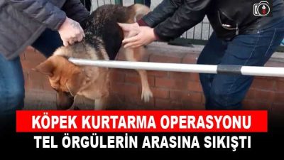 İzmit’te köpek kurtarma operasyonu. İzmit’te  tel örgülerin arasına sıkışan