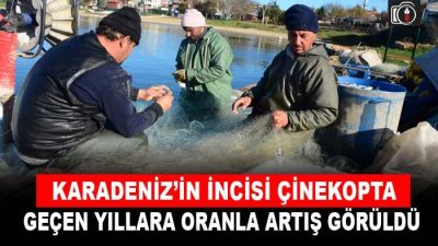 Kefken Limanı’nda çinekop bolluğu | Türkiye’nin 81 iline balık gönderen