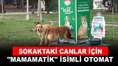 Körfez’de sokak hayvanları mamamatik ile besleniyor | Körfez’de “mamamatik” isimli