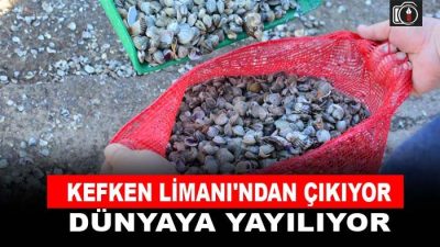 Kefken Limanı’ndan çıkıp dünyaya yayılıyor | Kefken Limanı’nda günde ortalama