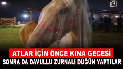 Darıca’da atlara davullu zurnalı düğün yapıldı | Kocaeli’nin Darıca ilçesinde