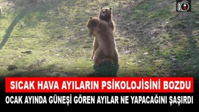 Sıcak hava ayıların psikolojisini bozdu.  Ocak ayı olmasına rağmen,