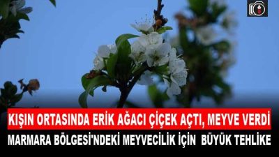 Kışın ortasında erik ağacı çiçek açtı, meyve verdi. Kocaeli’nin Başiskele