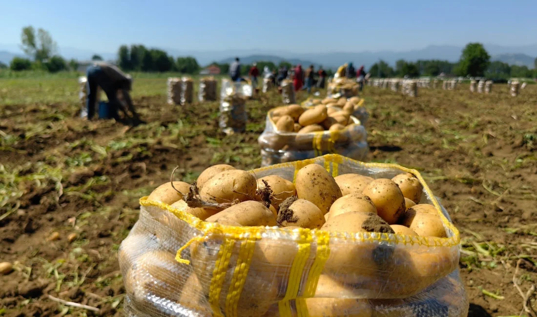Türkiye'nin patates ihracatında son aylarda ciddi bir yükseliş yaşanırken; 6