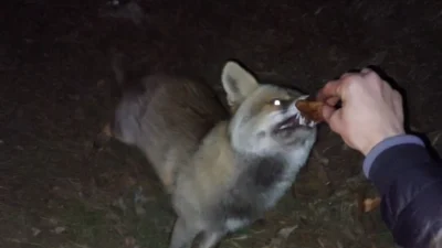 Bolu’da iftar vakti yiyecek arayan bir tilki, açık alanda iftar