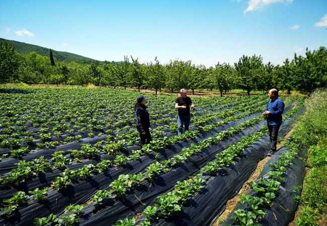 Büyükşehir, üreticilere yüzde 50 hibeli albion cinsi 118 bin çilek