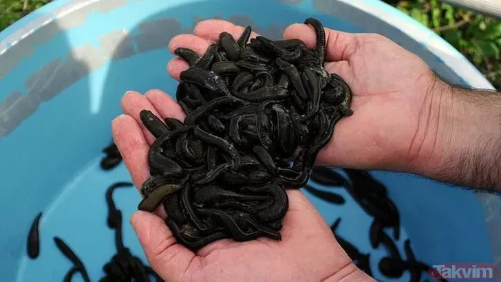 Rüyada sülük görmek ne anlama gelir? Rüyada sülük görmek nedir?