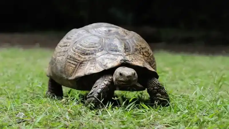 Rüyada kaplumbağa görmek ne anlama gelir? Rüyada kaplumbağa görmek nedir?