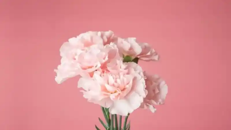 Rüyada karanfil görmek, aşk, saygı ve değeri simgeler. Pozitif bir