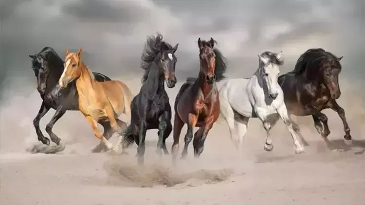 Rüyada at görmek, güç, özgürlük, başarı, statü, zafer ve asil