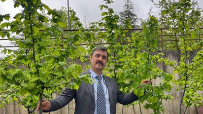 Düzce Üniversitesi Fındık Araştırma ve Uygulama Merkezi (DÜFAM), fındık tarımının