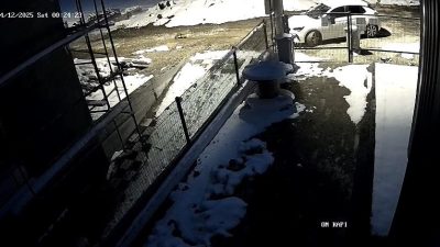 Bolu'da aç kalan bir tilki şehir merkezine inerek yiyecek aradı.