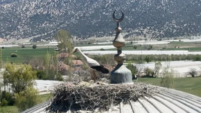Antalya’nın Elmalı ilçesine nisan ayında gelmeye başlayan leylekler, daha önce