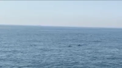 Marmara Denizi açıklarında görüntülenen yunus balıkları, sergiledikleri neşeli hareketlerle adeta