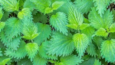 Doğal şifa kaynaklarından biri olarak bilinen ısırgan otu, yüzyıllardır alternatif