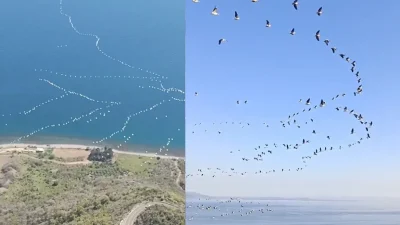 Göç yolculuğuna çıkan pelikanların gökyüzündeki büyüleyici dansına sahne oldu. Yüzlerce