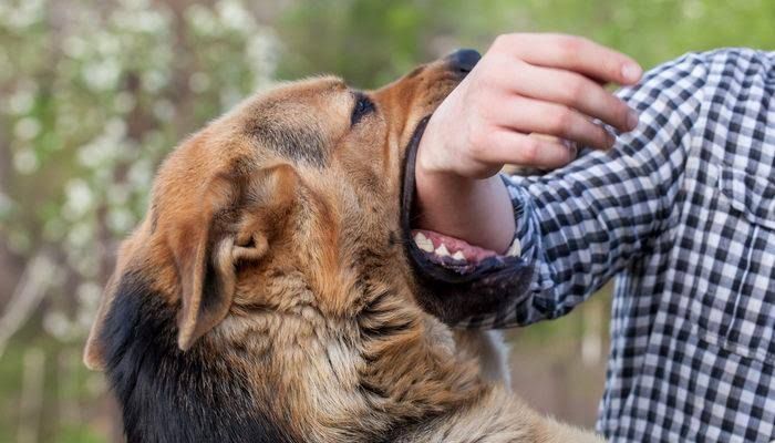 Rüyada köpek saldırması görmek ne anlama gelir? Rüyada köpek saldırması
