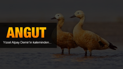 Yer yer hakaret ve ya aşağılama için kullandığımız Angut ifadesinin,