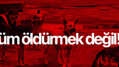 Kocaeli‘nin sokaklarında dolaşan başı boş köpeklerin oluşturduğu sorun, sadece bir