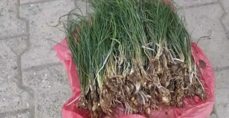 Zuzubak otu (Malva sylvestris), doğal olarak yetişen ve tıbbi amaçlarla