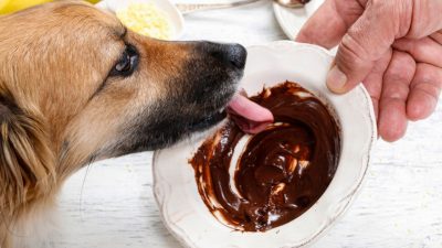 Karaciğer Cerrahisi ve Transplantasyonu Uzmanı Prof. Dr. Koray Acarlı, ‘köpek