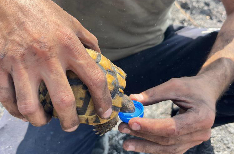 Kocaeli'nin Derince ilçesinde çıkan yangında kaplumbağayı kurtaran ve ona su
