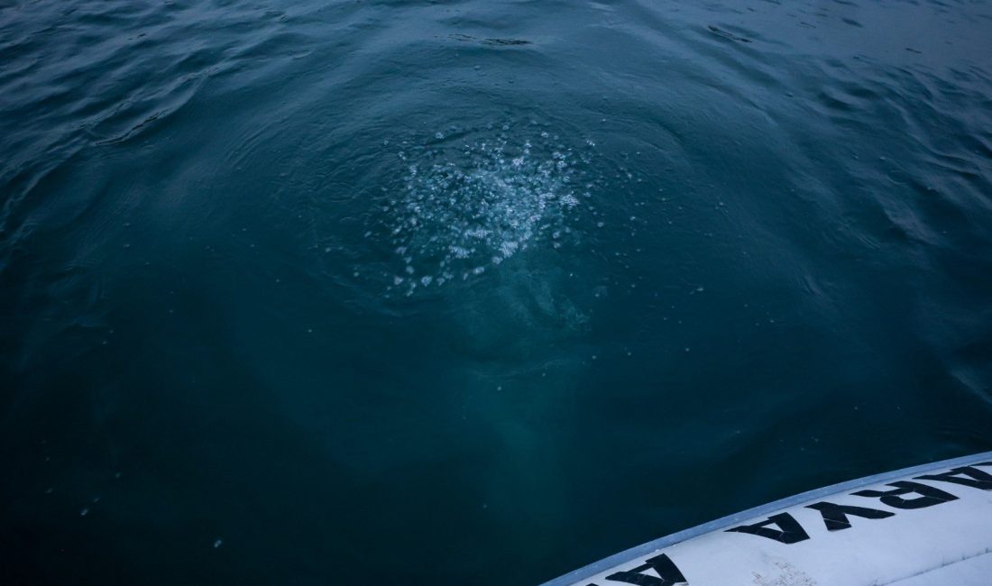 Sakarya ile Kocaeli'nin içme suyu kaynağı olan Sapanca Gölü'nde oluşan