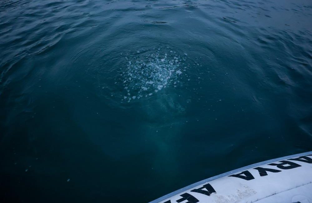 Sakarya'nın içme suyu kaynağı Sapanca Gölü'nde yüzeyde görülen kabarma ve