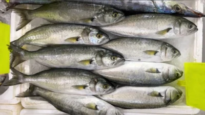 Başiskele Balık Hali’nde 12 Kasım 2025 itibarıyla çinekop kasası 6