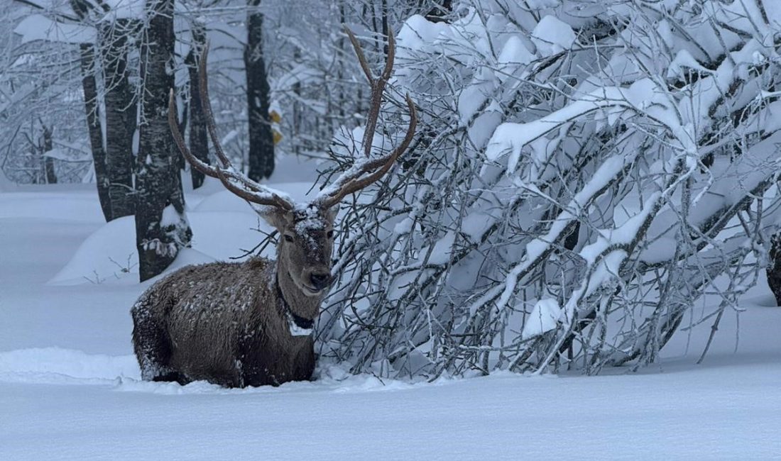 Kocaeli'nin kış turizmiyle ünlü ilçesi Kartepe'de kızıl geyik görüntülendi.