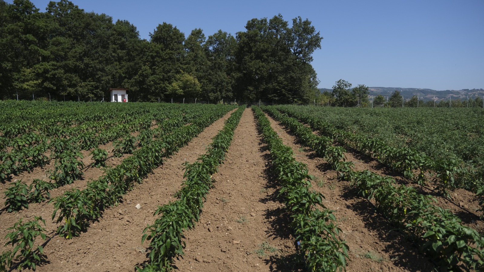 İzmit Belediyesi, 2025’te toprağı üretime, üretimi dayanışmaya dönüştürerek 37 tonu