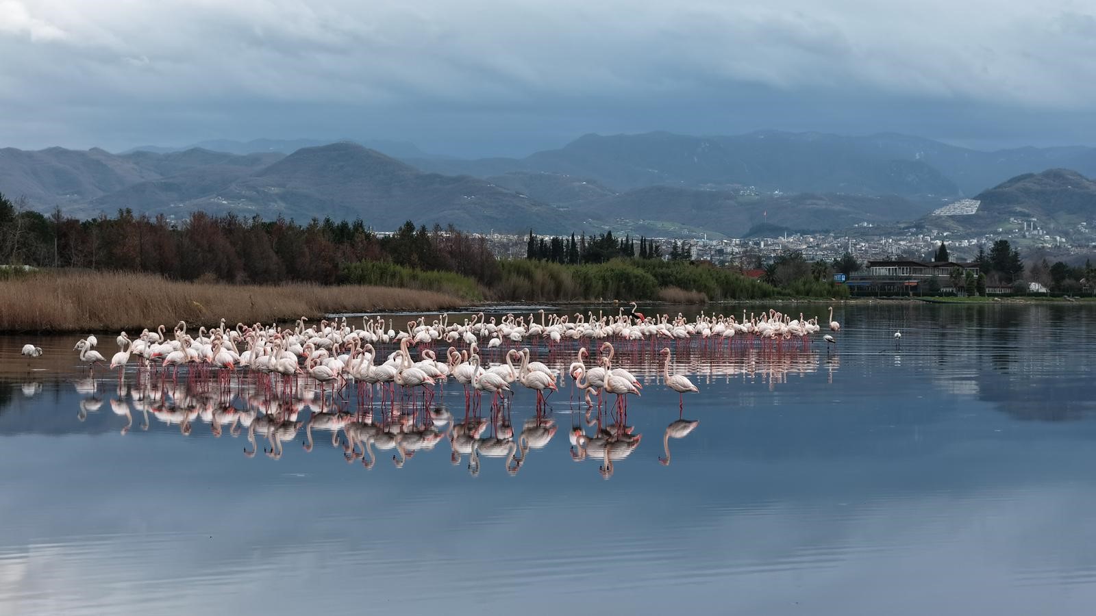 Göçmen kuşların önemli duraklarından biri olan İzmit Körfezi'ni mesken tutan