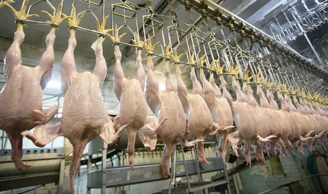 Bir önceki ay 233 bin 887 ton olan tavuk eti