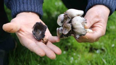 Erzincan’da baharın gelmesiyle birlikte doğada kendiliğinden yetişen mantarlara ilgi artarken,