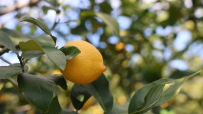 Limonda üretici fiyatları geçen yılın şubat ayına göre yüzde 410,