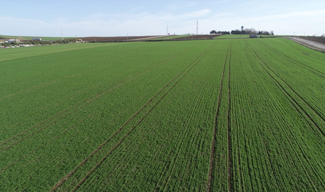 Kocaeli İzmit’te farklı büyüklüklerde 6 tarla, mahkeme kararıyla satışa çıkarıldı.