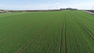 Kocaeli İzmit’te farklı büyüklüklerde 6 tarla, mahkeme kararıyla satışa çıkarıldı.