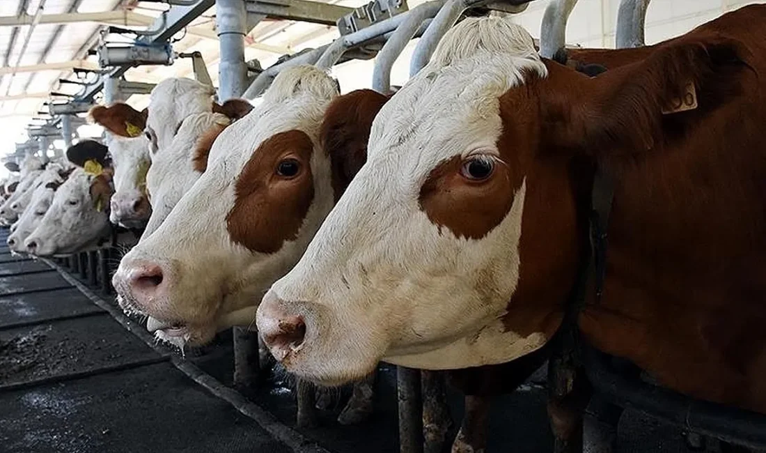 Türkiye genelinde kurban pazarlarında hareketlilik artarken küçükbaş ve büyükbaş kurbanlık