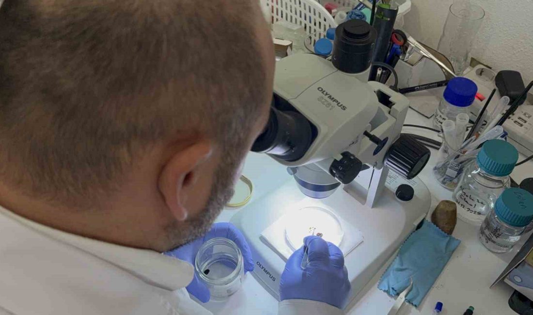 Tokat Gaziosmanpaşa Üniversitesi (TOGÜ) Fen-Edebiyat Fakültesi Biyoloji Bölüm Başkanı Prof.